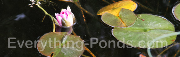 floating pond plants water lily
