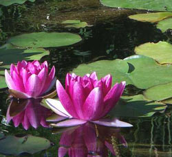 hydrophyte-water-lily-nymphaea-attraction.jpg