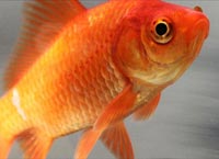 common goldfish