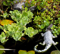 fish pond plants