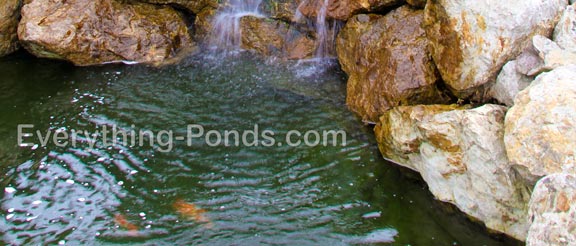 goldfish ponds header