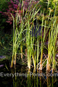 Grass Marginal Pond Plants