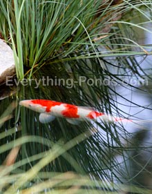 Koi Fish Symbolism