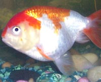 lionhead goldfish
