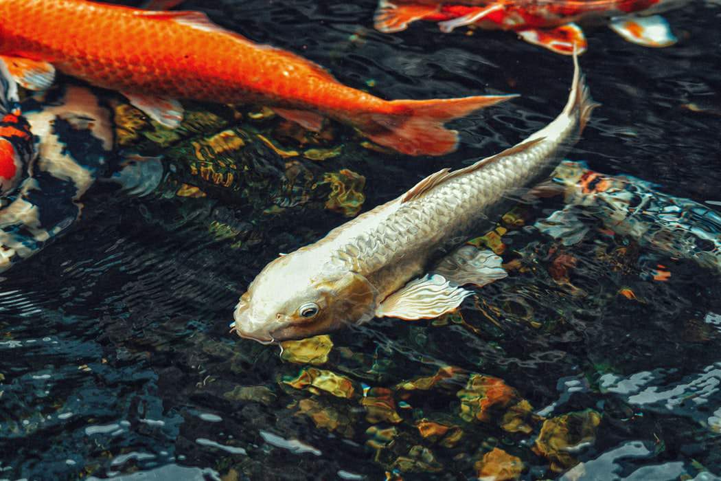 Koi Symbolism