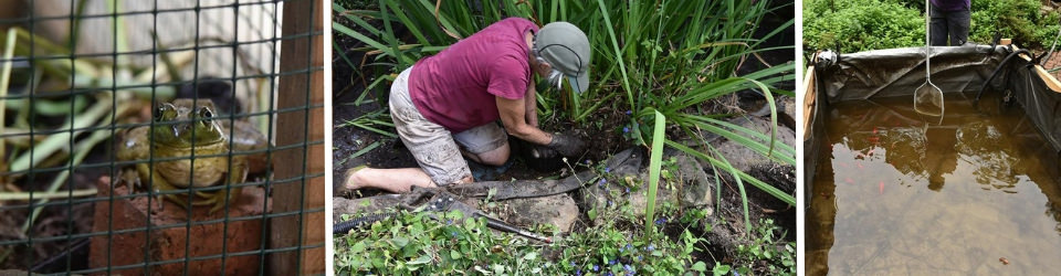Preparing the pond for a new liner