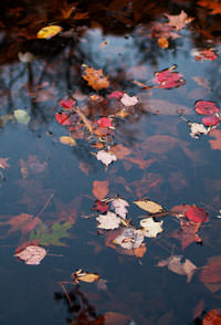 Leaves beginning to decay decaying-leaves