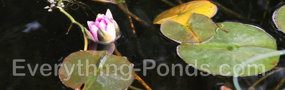 Floating Pond Plants