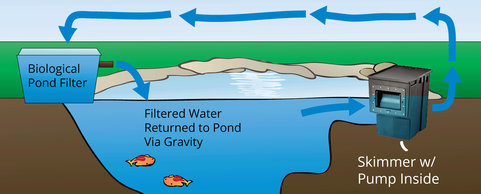 Improving Water Quality with a Biological Pond Filter Everything Ponds