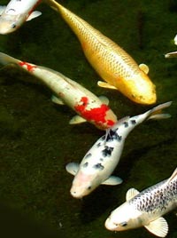 japanese-water-gardens-koi