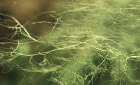 pond-string-algae-closeup