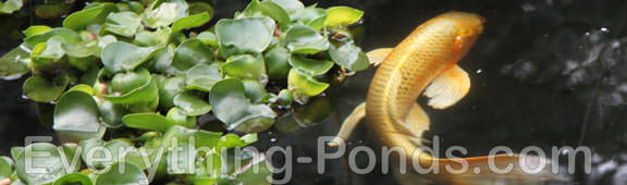 Pond Plants for Koi