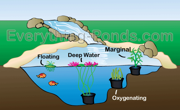 Choosing Plants for Ponds