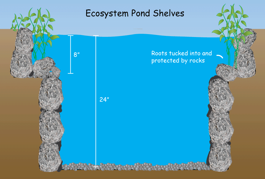 Water Garden Shelves and Plants