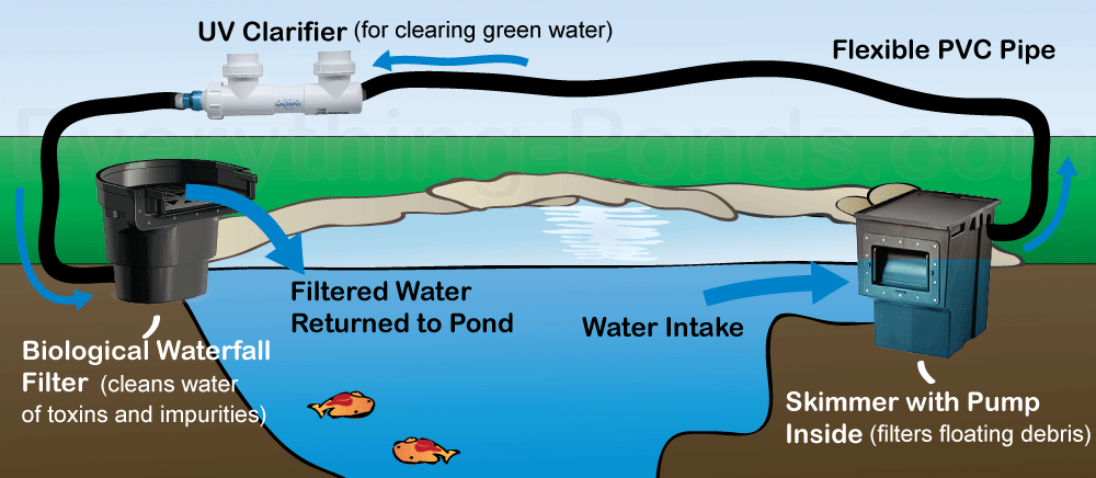 What is an ecosystem pond?